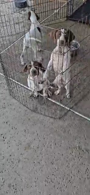 English pointer puppies
