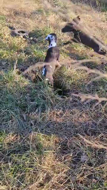 AKC Harlequin Great Dane Male Jigsaw in Roanoke, Virginia