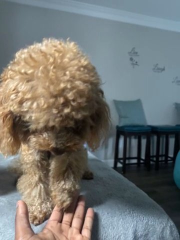 Toy Poodle Next To The Dad