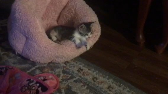 Lil Cuties Need A Loving Home