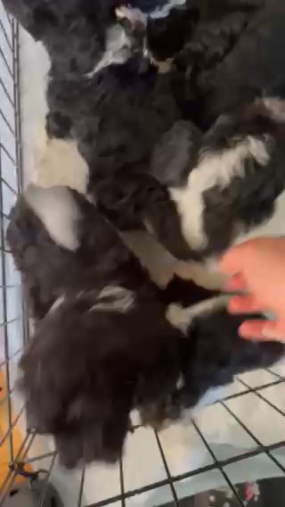 Maltipoo Shih Tzu Mix