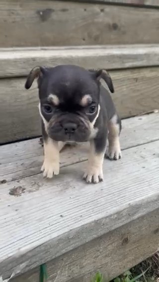 Cocoa And Tan DNA TESTED