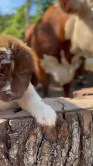 Newfypoo cow pup