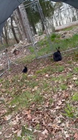 Personal Flemish Giant Rabbit Litter Black Or Blue