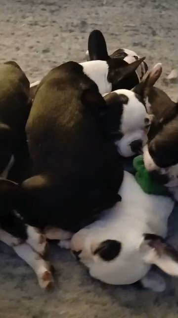 Frenchtons