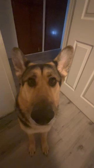 Free Dog! (need him gone ASAP)
