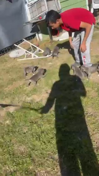 Blue Pit Puppies