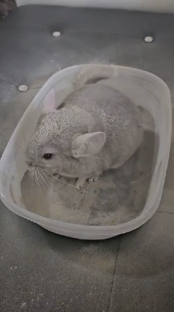 chinchilla in Miami, Florida