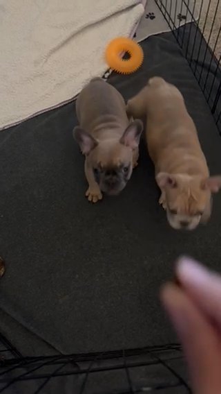 Merle Frenchie puppy