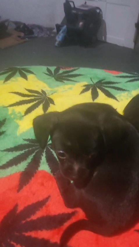 Chihuahua puppies