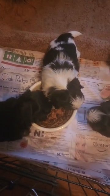 babies