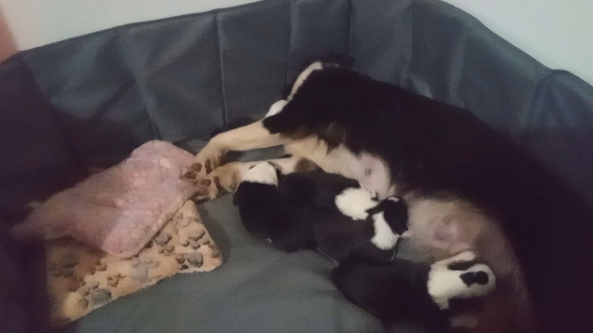 Black &white australian shepherd
