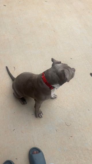 6 Month Old Xl American Bully For Sale