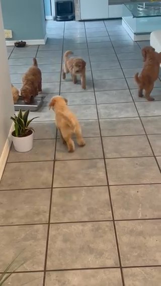Standard Goldendoodle F1bb
