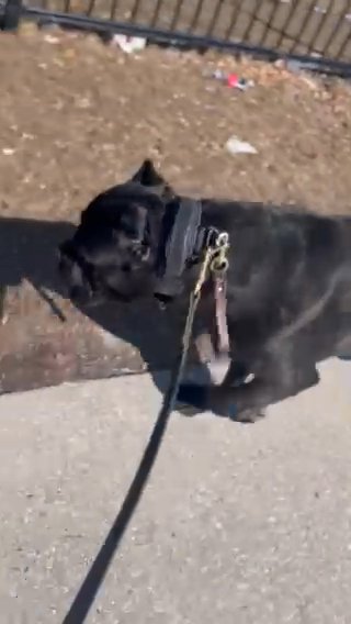 AKC Cane Corso Stud