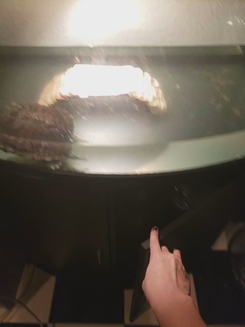 turtle