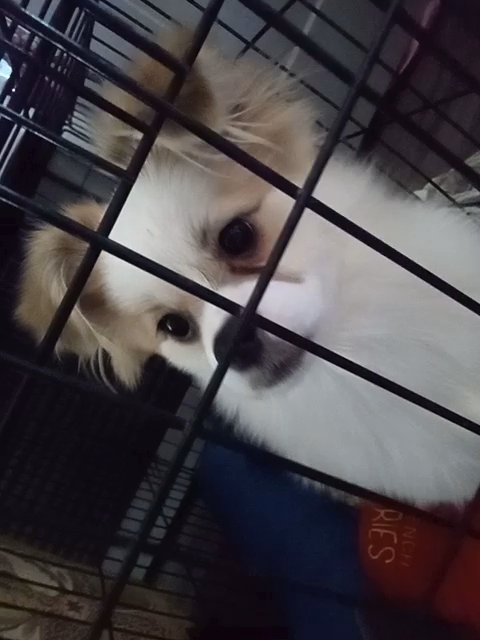 Pomeranian Maltese