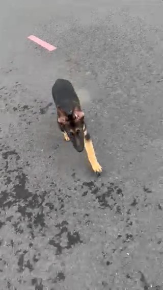German Shepherd puppy