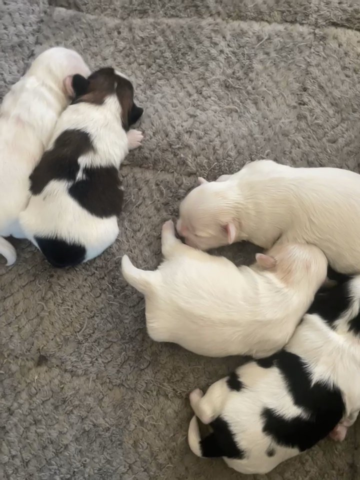 fur babies in Greensboro, North Carolina