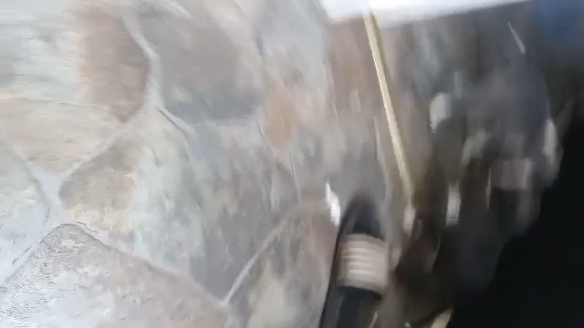 gator mouth puppies