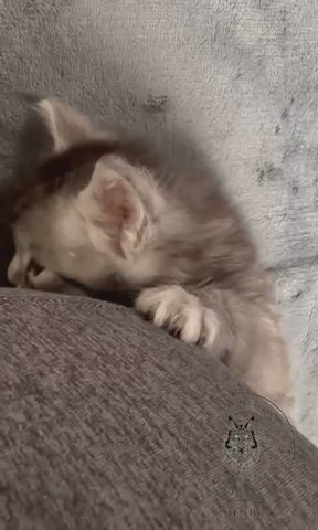 TICA Registered Poly Maine Coon Kittens