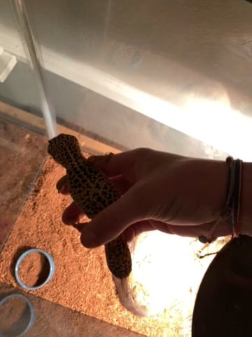 Tiger The Leopard Gecko