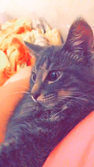 Kitten