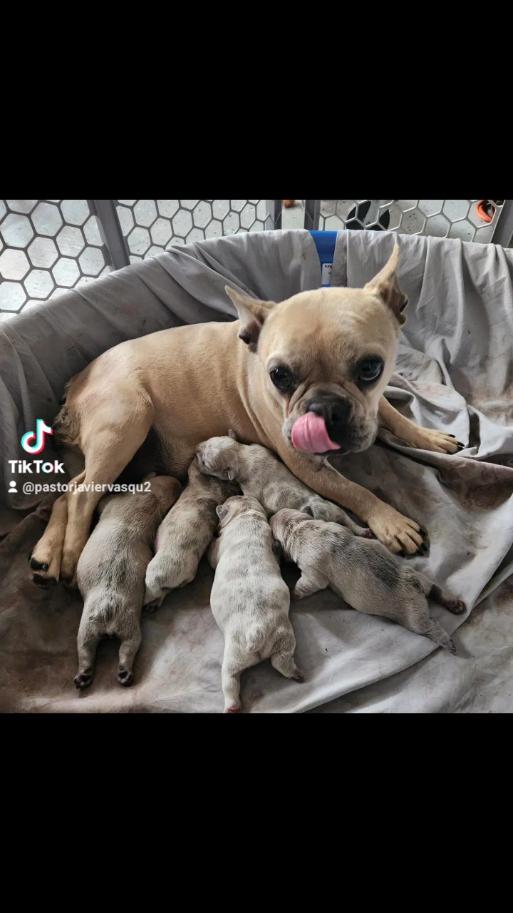 akc Frenchies
