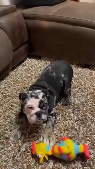 English Bulldog