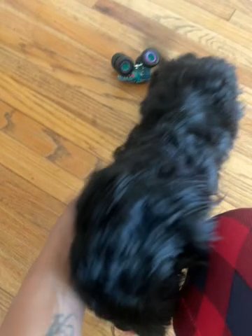 Shihpoo Female