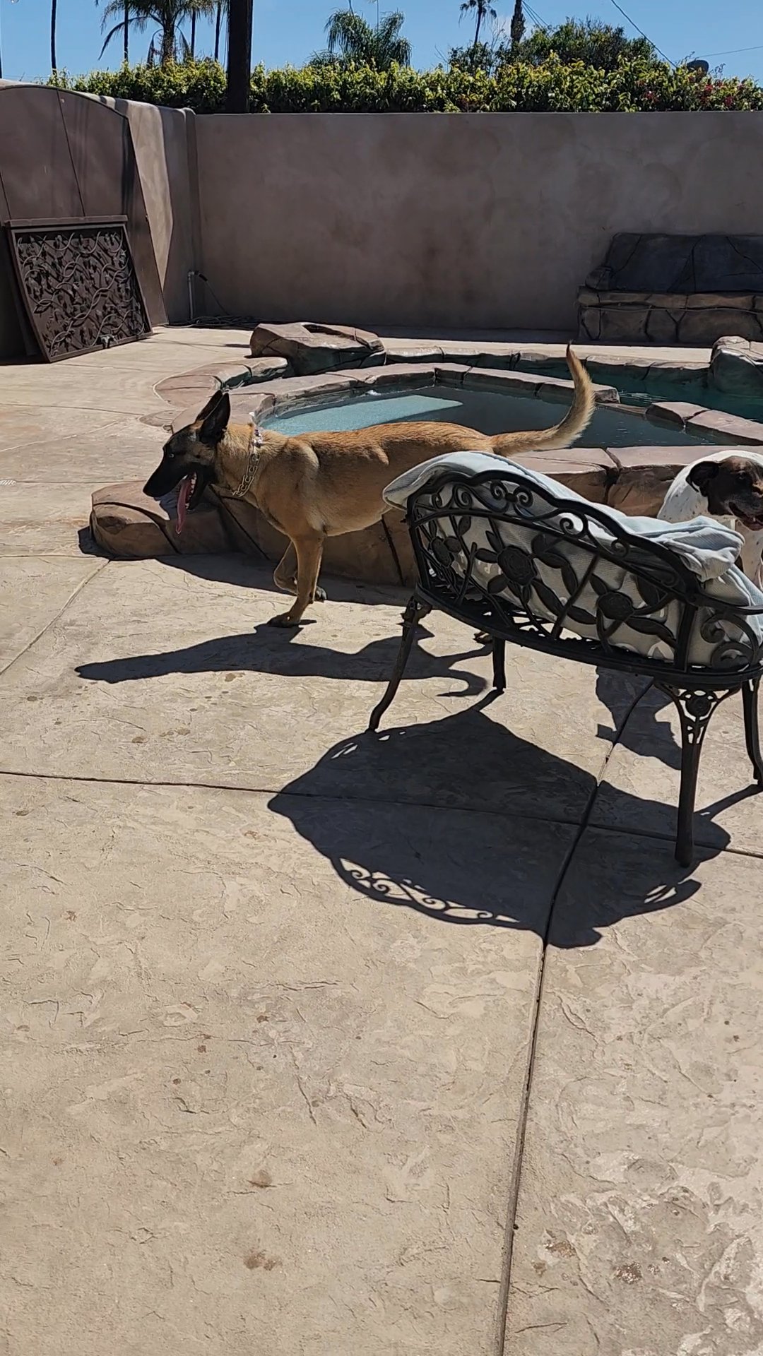 Rescued/Re-Homing Belgian