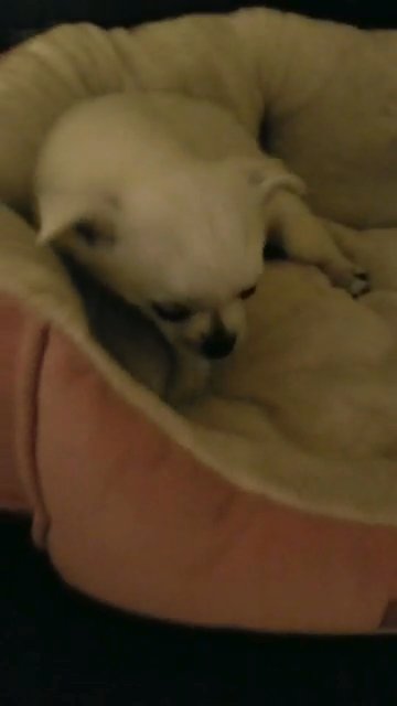 SOLD solid white poma-pugs SOLD