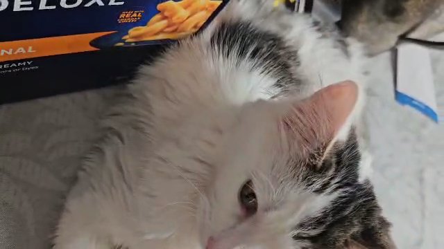 Sweet baby girl in need of home