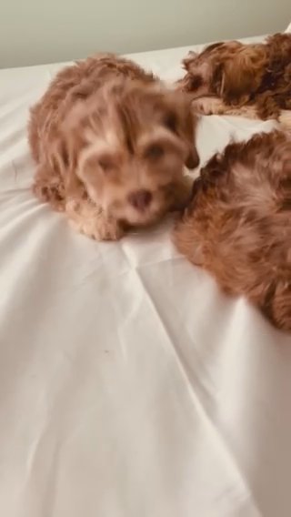 Toy poodles