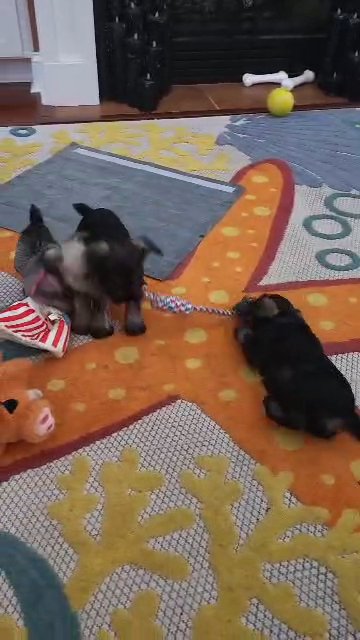 miniature schnauzers tug of war