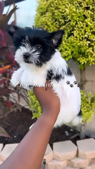 Yorkie female/Sold