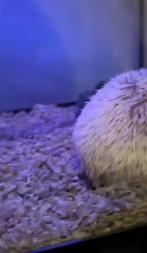 Young Male Hedgehog