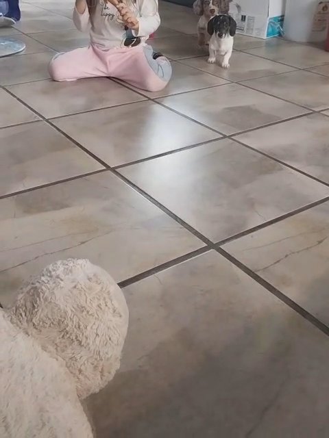Need homes!!! in Modesto, California