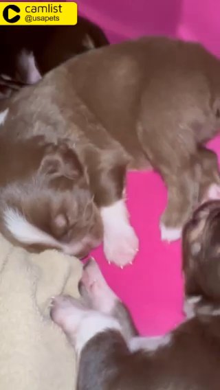 Puppies For Sale