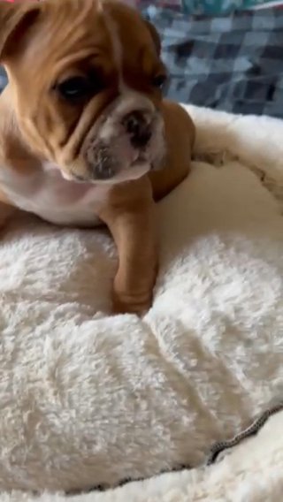 Bulldog Puppy