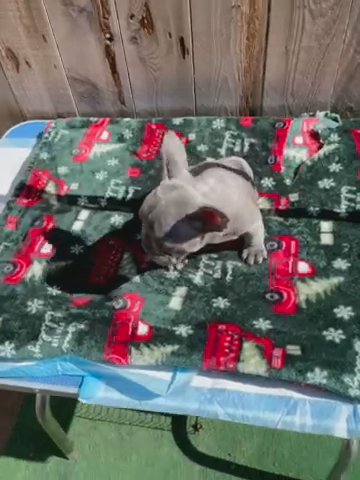Adorable Frenchie
