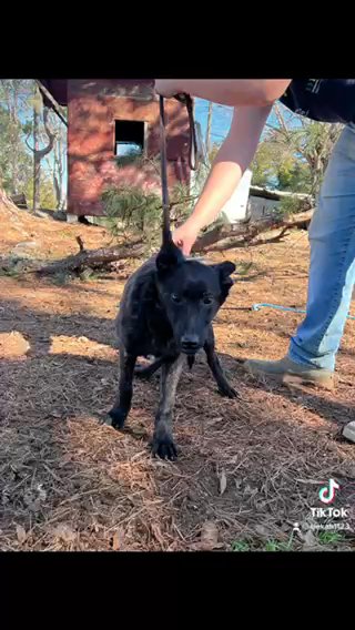 Dutch Shepherd