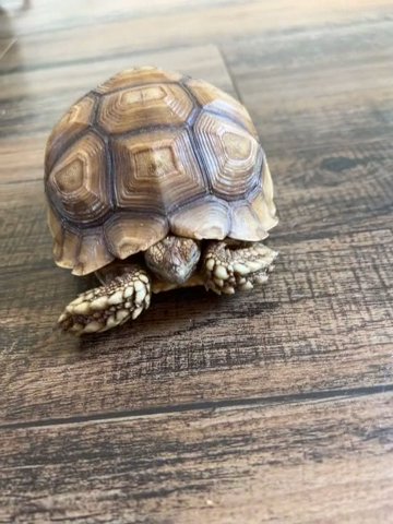 Sulcata Tortoise