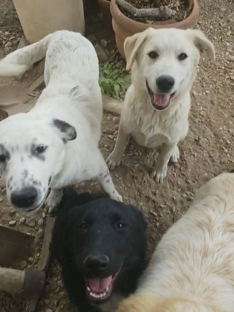Pyrenees/Lab Mix Puppies