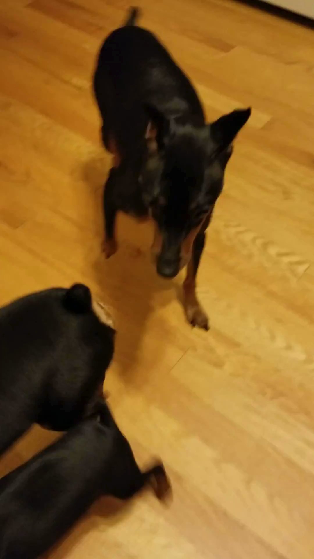 Miniature pinscher puppy
