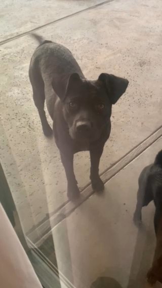 black lab mix