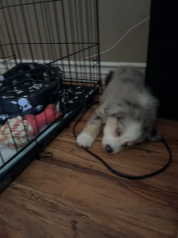 Austillian Shepard Puppy