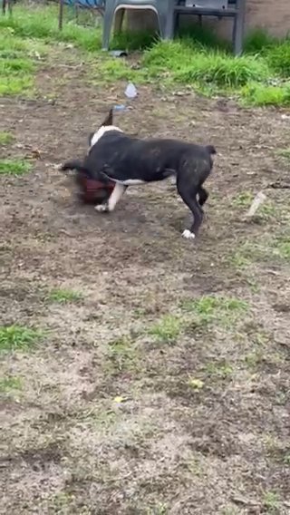 Boston Terrier 1yr Old