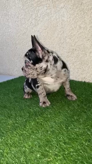 Chocolate Merle French Bulldog