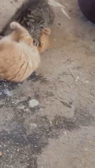 Cats